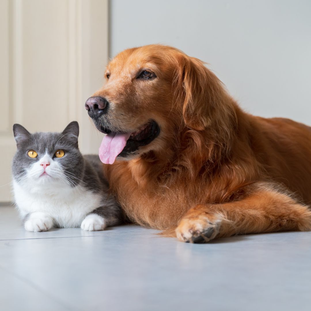 The Truth About Pet Food: Why Real Ingredients Matter