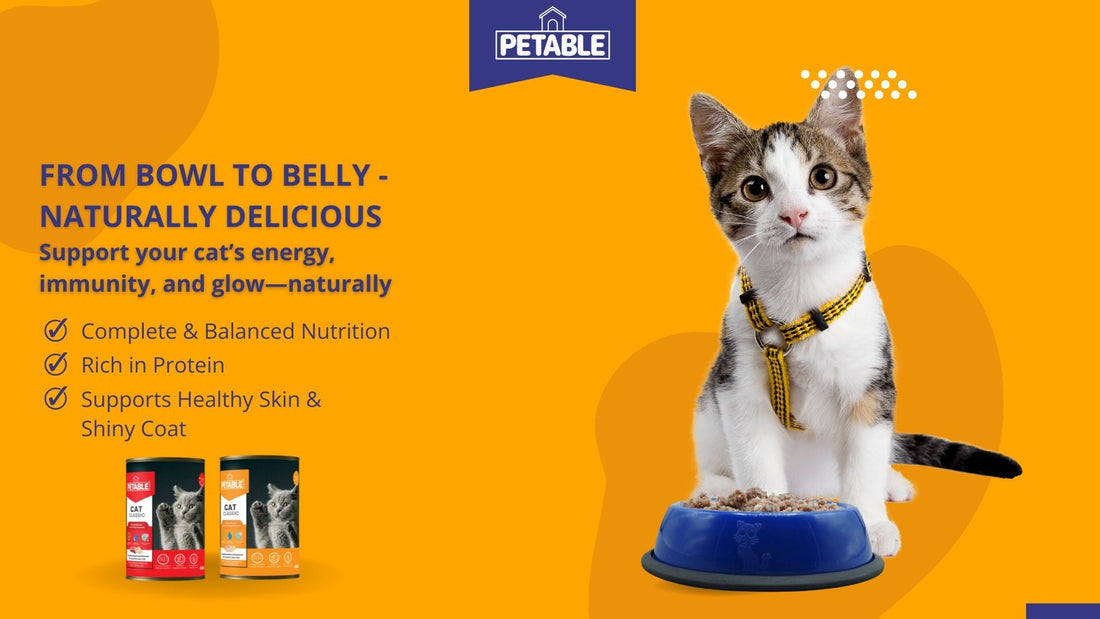 Petable – From Bowl to Belly: Naturally Delicious Nutrition for Your Cat’s Energy, Immunity, and Glow